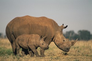 Rhinos