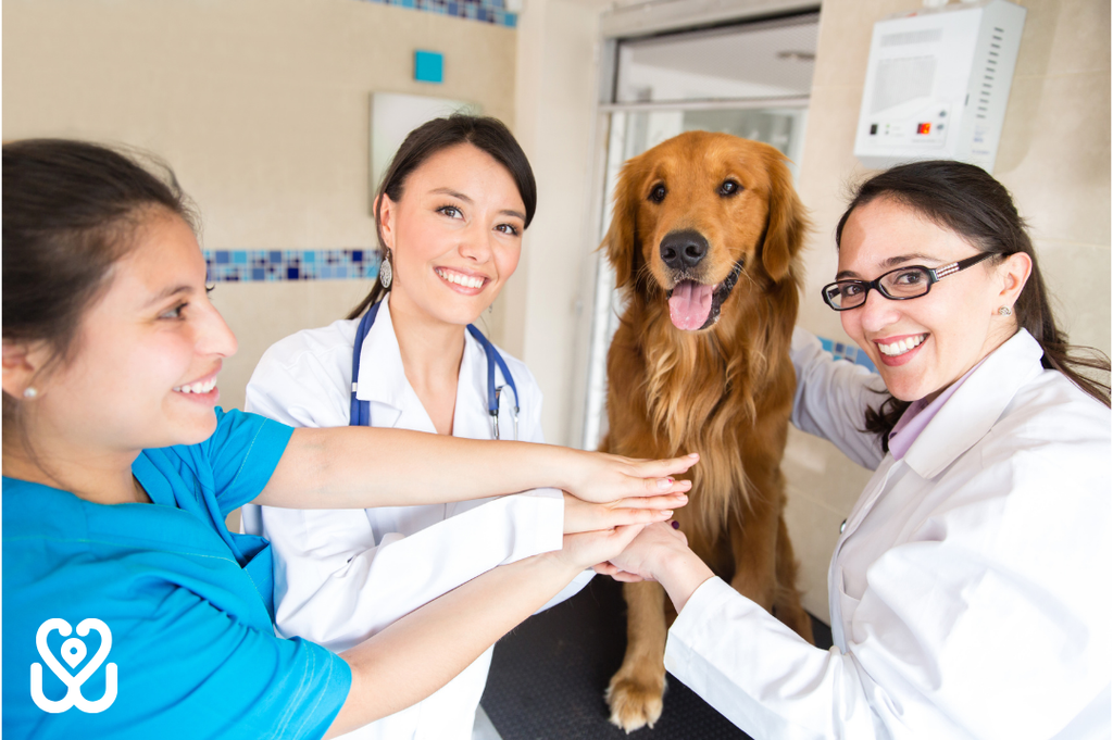 A smiling veterinary team.