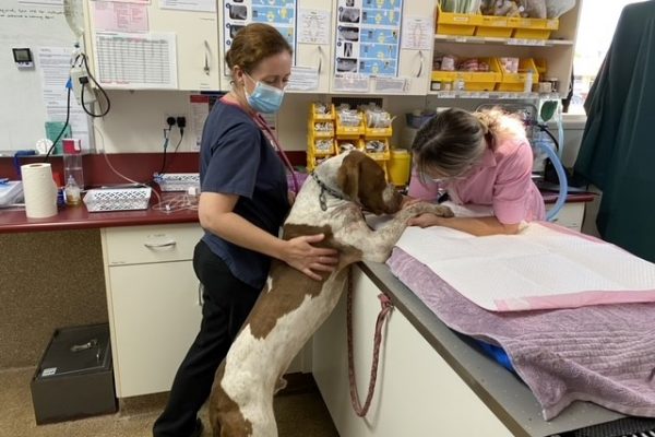 Jocelyn Birch Baker flexible veterinary practice