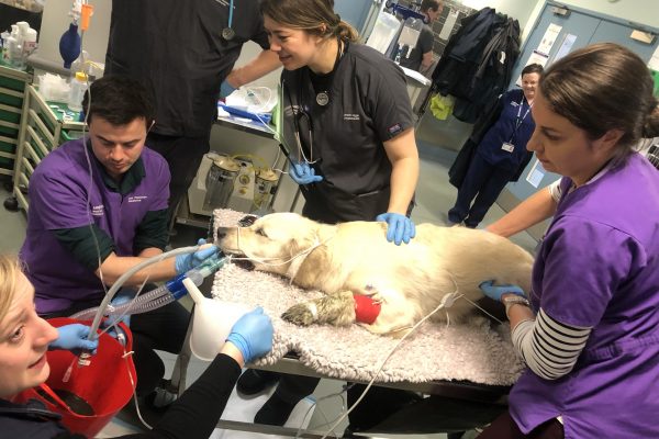 Vicki Black and the team at the Small Animal Referral Hospital