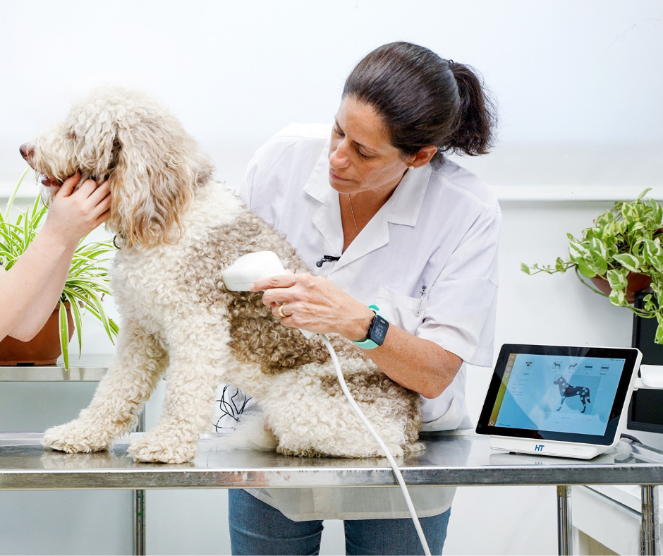 Lumps and bumps in dogs