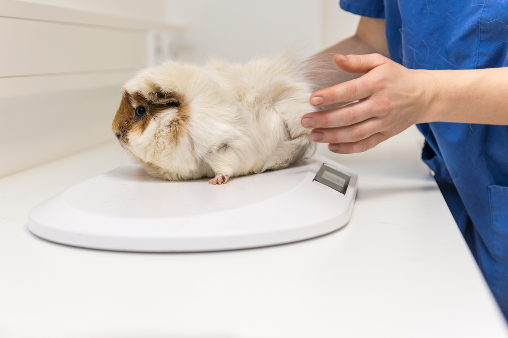 Fluffy cream guinea pig with brown face being placed on scales by vet