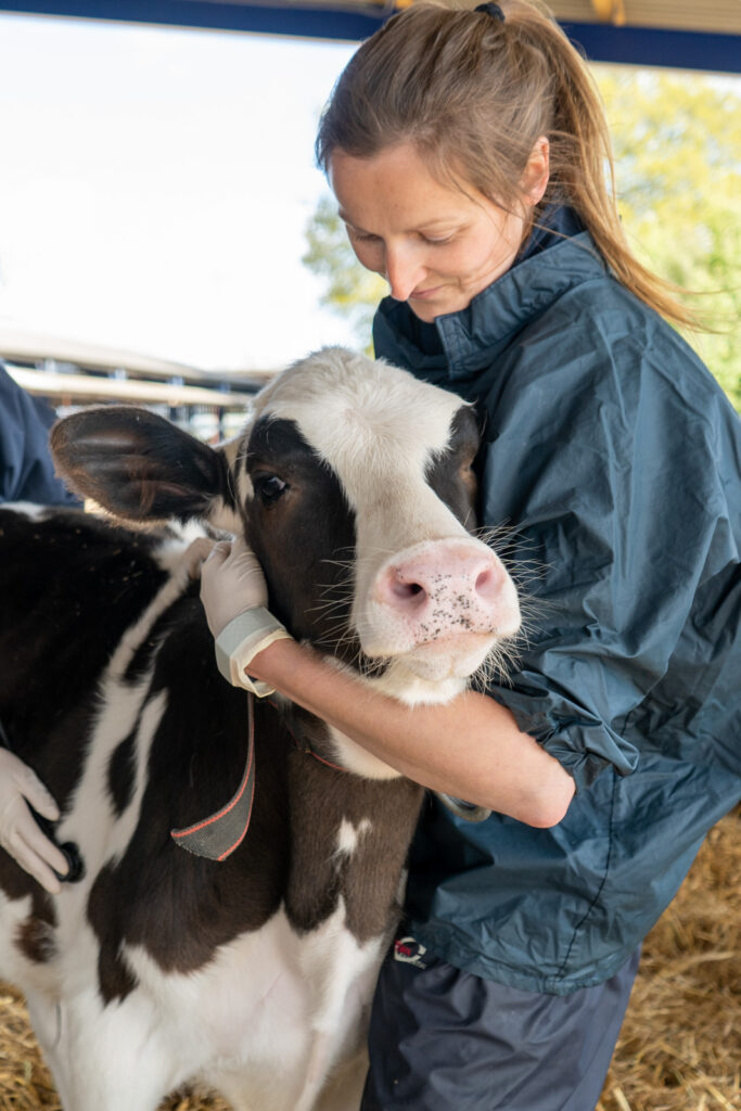 Mel Julian with a calf