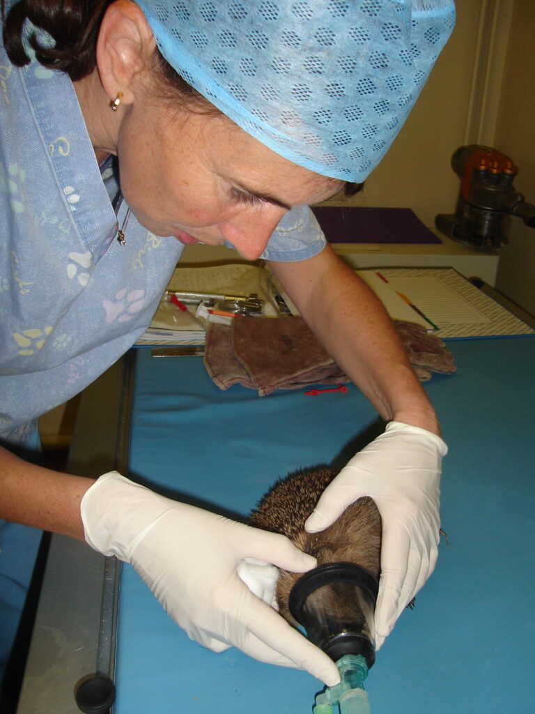 Hedgehog anaesthesia