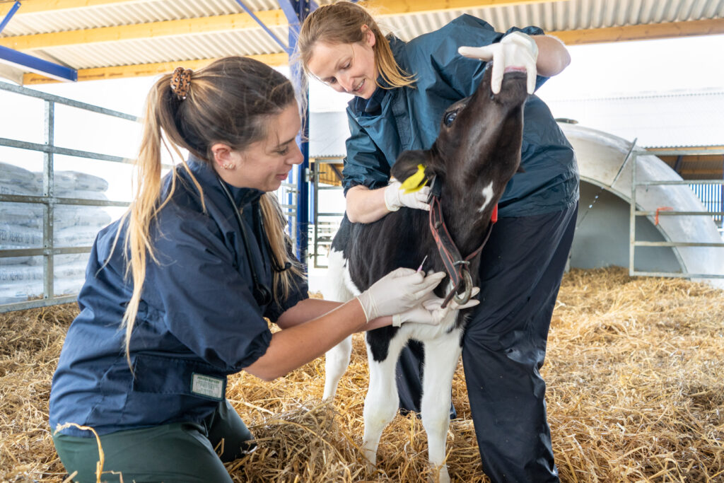 Mel Julian, farm vet, treating a calf