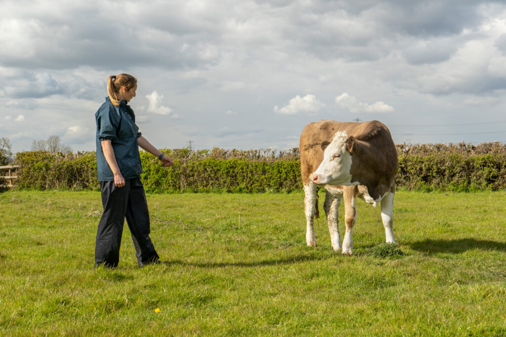Mel Julian is a cattle vet