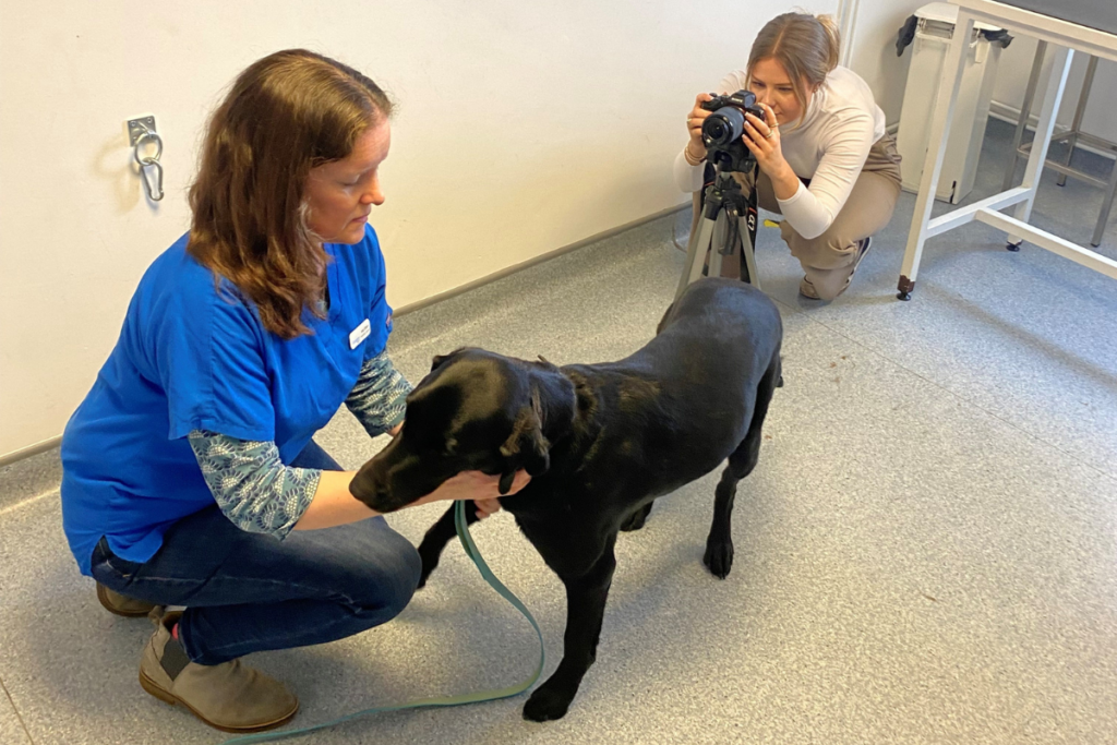 vet fussing over a dog with a photographer taking a photo on the camera