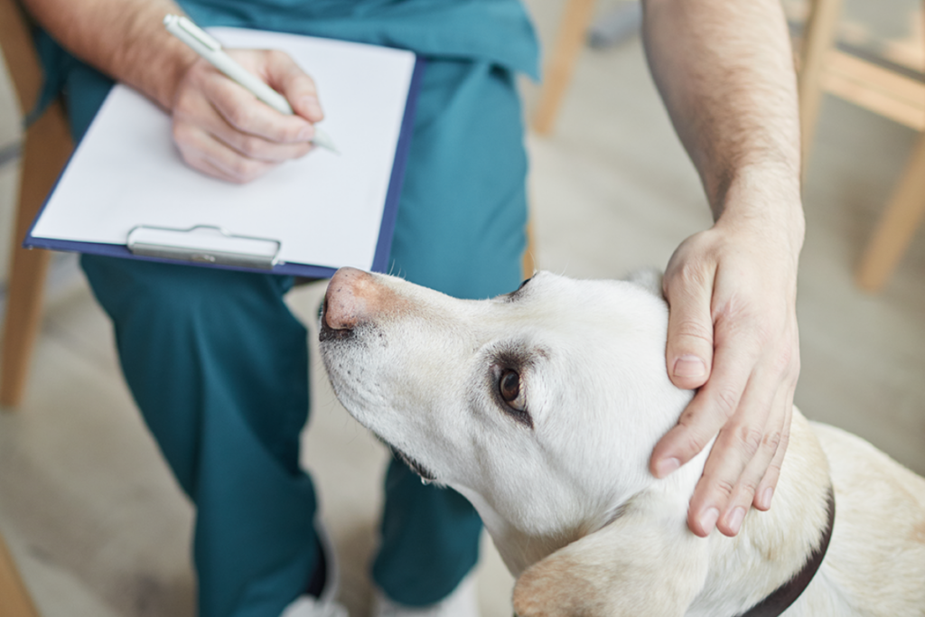 man in scrubs stroking golden dog