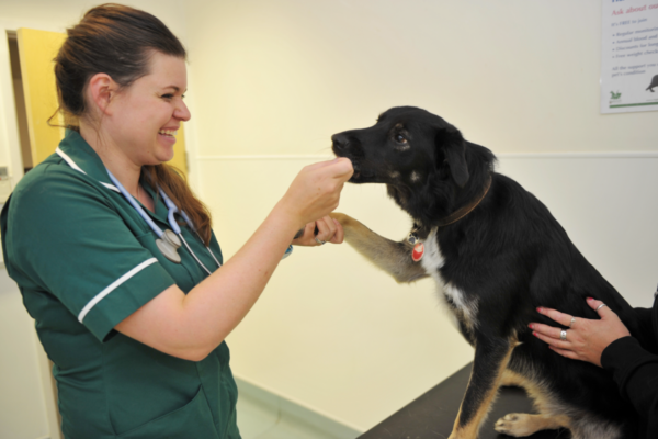 a rvn in green scrubs feeding a dog a treat