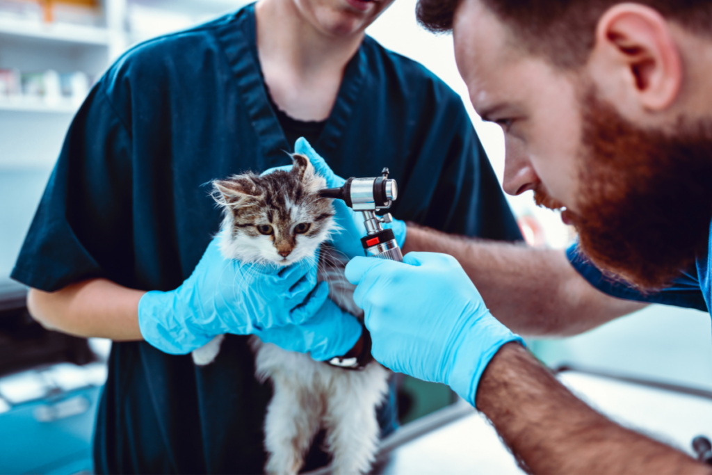 vet checking in the ears of a cat